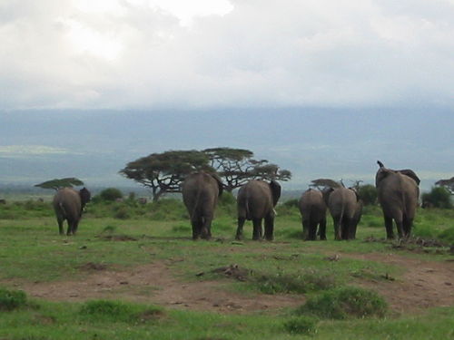 ケニア観光で行ってよかったスポット10選！おすすめサファリから世界遺産まで紹介 - 地球人