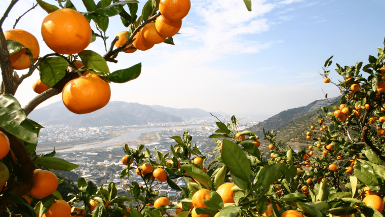 和歌山県有田市 有田みかん街道から見える景色が美しかった！すえぽん🍩農×ドーナツ×ガジェット