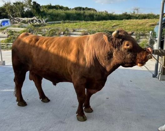 初闘牛観戦は石川多目的ドームで令和初場所』沖縄市・うるま市・伊計島 沖縄県 の旅行記・ブログ by 吉備津彦さん