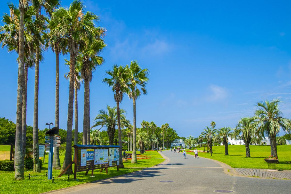 辻堂 海浜公園・春の楽しみ方♪ 桜景色の中、スカイサイクル、自転車で快走！桜の木の下でくつろぎタイム、チューリップに囲まれて遊具遊び