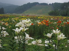 2018ハンターマウンテンゆりパーク 2- 徒然なる写真日記