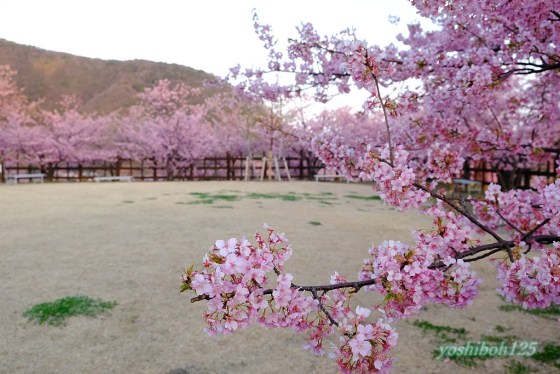 上関城山歴史公園 河津桜;2023上関町