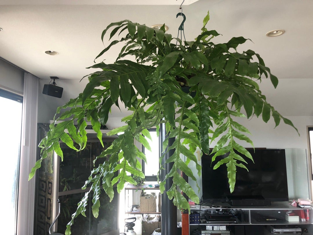 アグラ Agra 日本大通り 横浜中華街 居酒屋