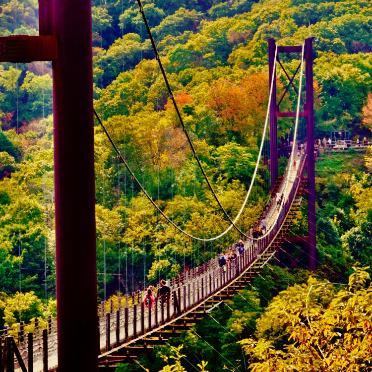 国内最大級の吊り橋「星のブランコ」からの絶景を！アクティビティと冒険の森、 ほしだ園地│トリップオオサカ