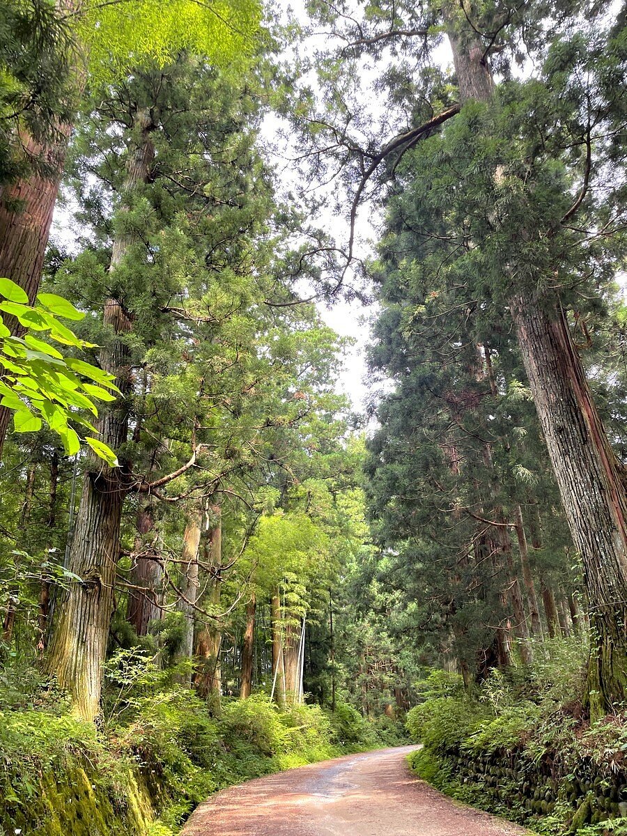 並木道を英語でハーバード流☆英語でニュースを読む