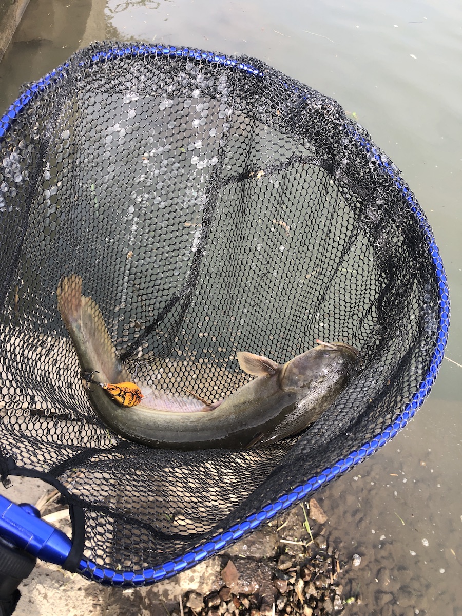 そのへんの公園でバス釣りできるか確かめてみた結果 - YouTube