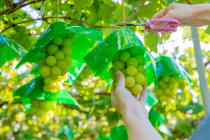 勝沼町勝沼の果物・野菜狩りランキングTOP10 - じゃらんnet