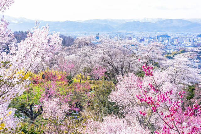 東北を代表する桜名所 みちのく三大桜について解説！国内旅行・海外旅行のお得な情報を発信中！旅行地の情報をさらに詳しく知りたい人、旅行に関するお得な知識を知りたい人必見です