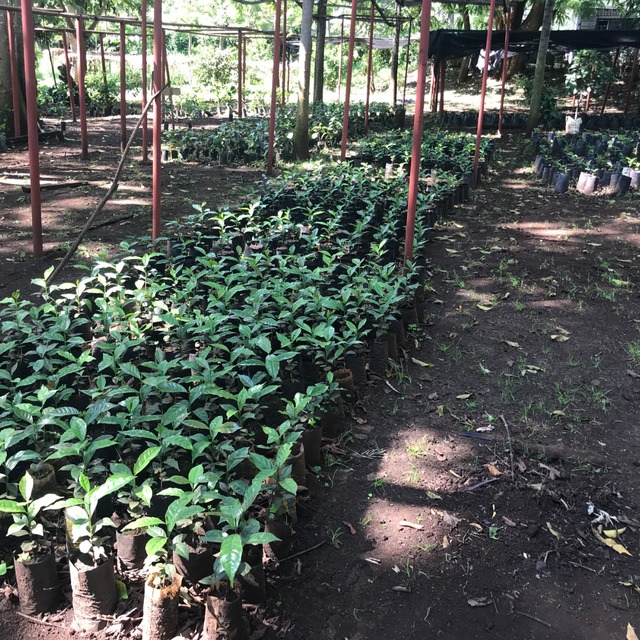 🇹🇿タンザニア ンゴロンゴロ アガワルファミリー 160gHOUSE COFFEE