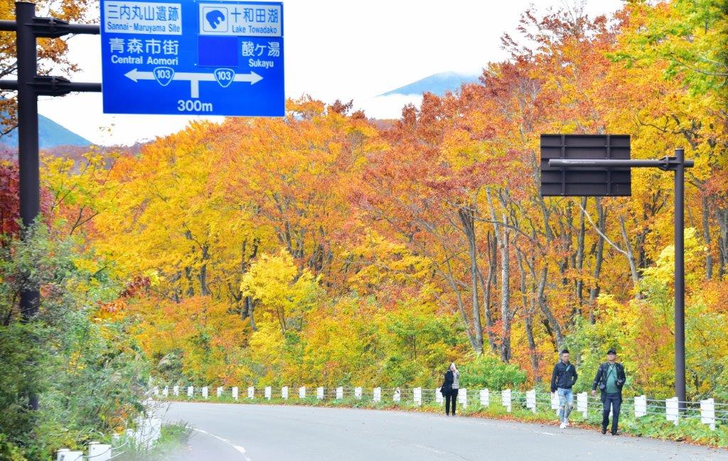 青森縣超震撼紅葉景點 城倉大橋：交通方式& 一日遊行程安排建議