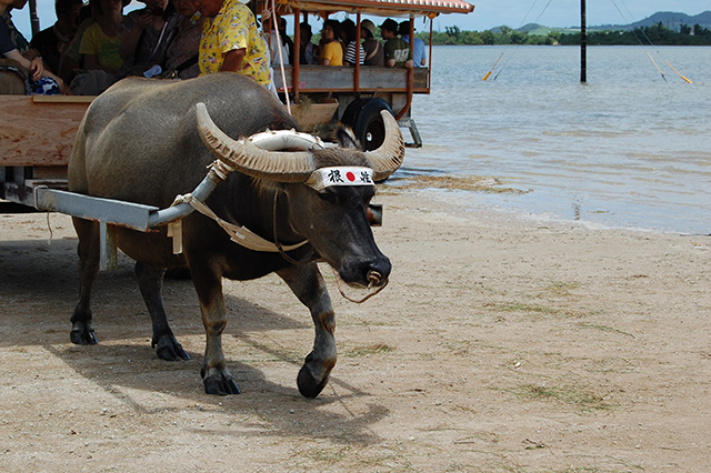 水牛車観光沖縄 旅行の観光・オプショナルツアー予約 VELTRA ベルトラ