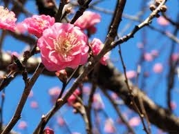 高尾山の梅の楽しみ方ガイド 登山と観梅を120%満喫しよう！GOOD LUCK TRIP