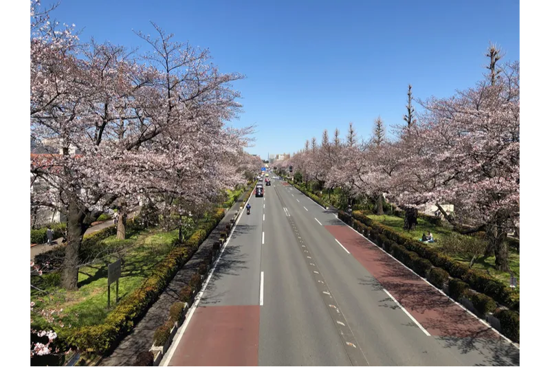 関東で日帰りお花見ドライブ！おすすめスポット＆周辺の観光名所16選いこーよとりっぷ