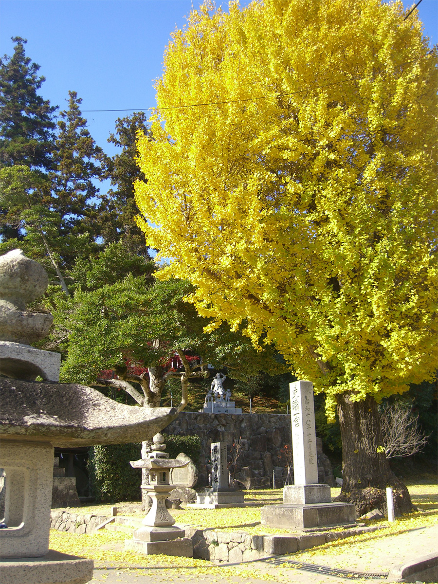車で行く、備後国一宮 吉備津神社 広島県福山市 806年に創建された歴史ある神社には樹齢600年の大イチョウや桜並木があり「一宮