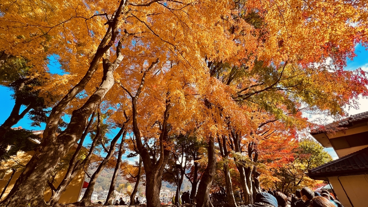 河口湖もみじ回廊🍁 山梨県河口湖のもみじの名所です🥺 11月中紅葉が楽しめる場所で、初旬頃は手前のイチョウともみじ、中旬や下旬は奥の散り紅葉が楽しめます😍素敵なグラデーションの紅葉トンネルが綺麗な場所でした🥰 ぜひ来年機会あれば！