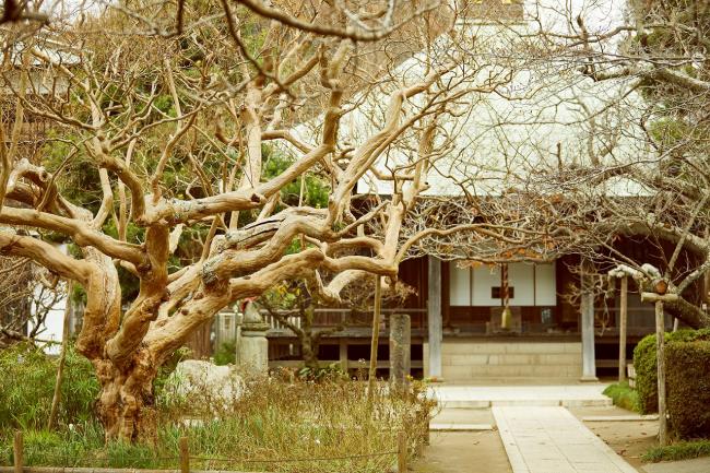 極楽寺へのアクセス 行き方と楽しみ方楽しい鎌倉