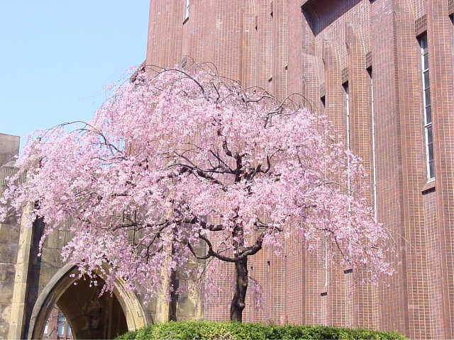 東大構内 桜だより2025東大耳鼻科