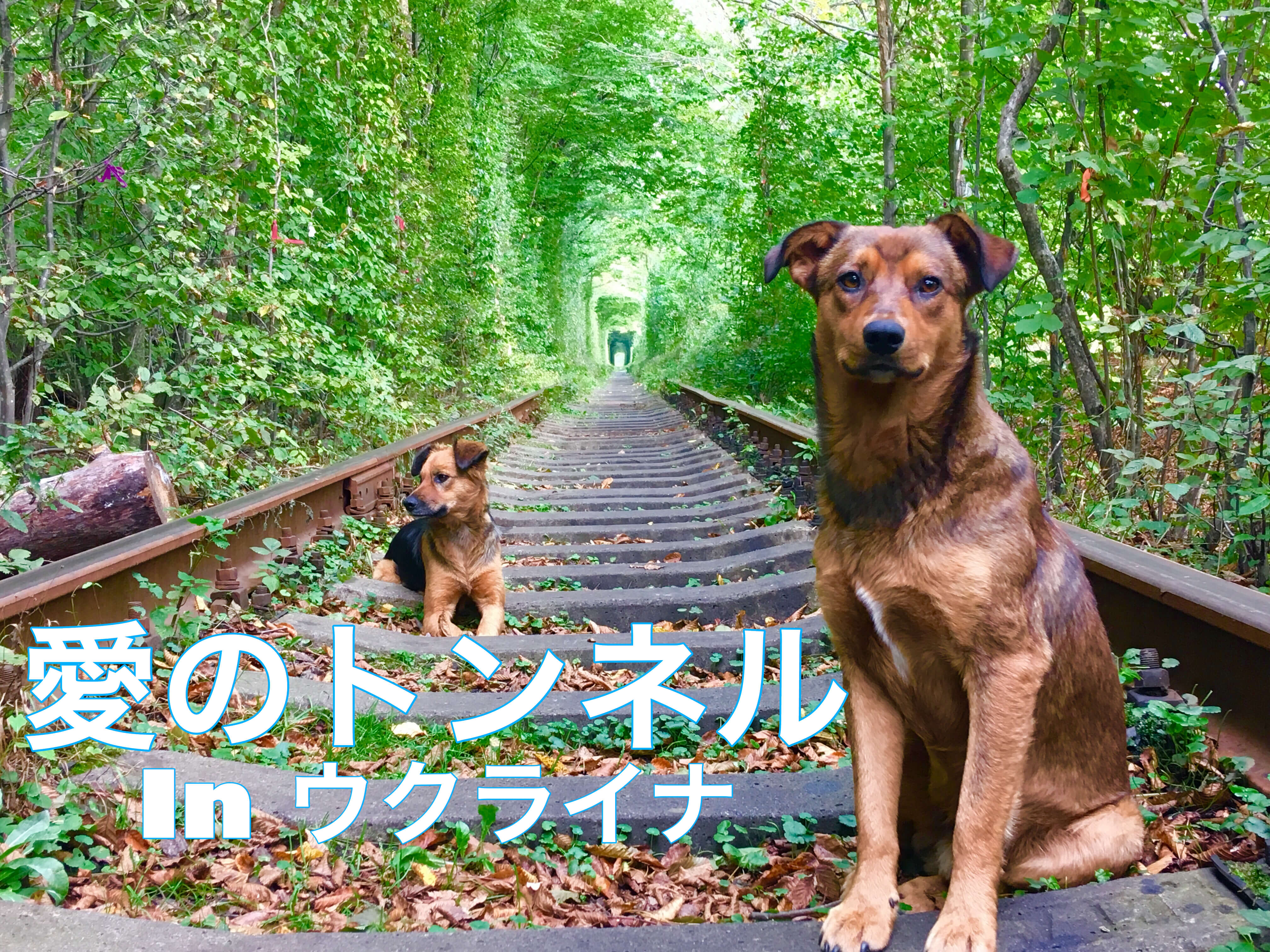 ウクライナ、恋のトンネル』その他の都市 ウクライナ の旅行記・ブログ by しんちゃんさん