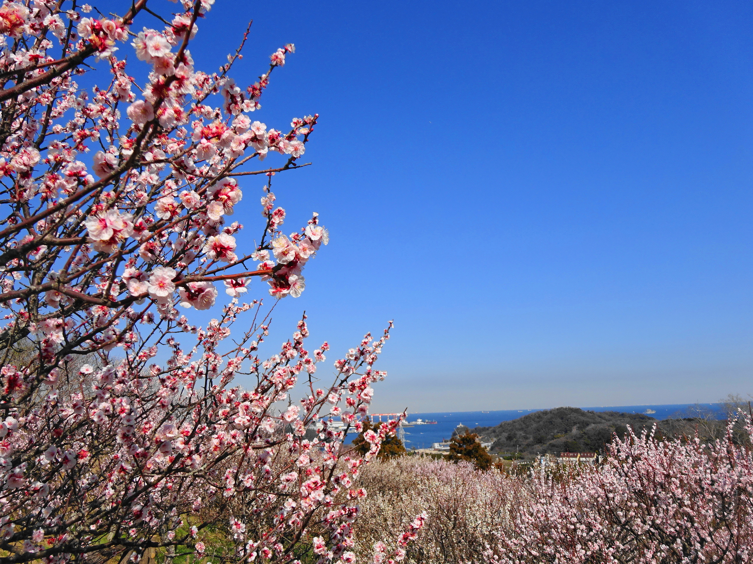 三浦半島 田浦梅の里〜大楠山〜衣笠山：梅と桜の三浦アルプス縦走CROW'SCLAW