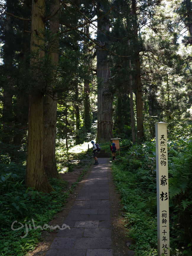 山形県 羽黒山 ～出羽三山神社で2,466段の石段詣四国お遍路～チャレンジ2019 たまに山＆キャンプ