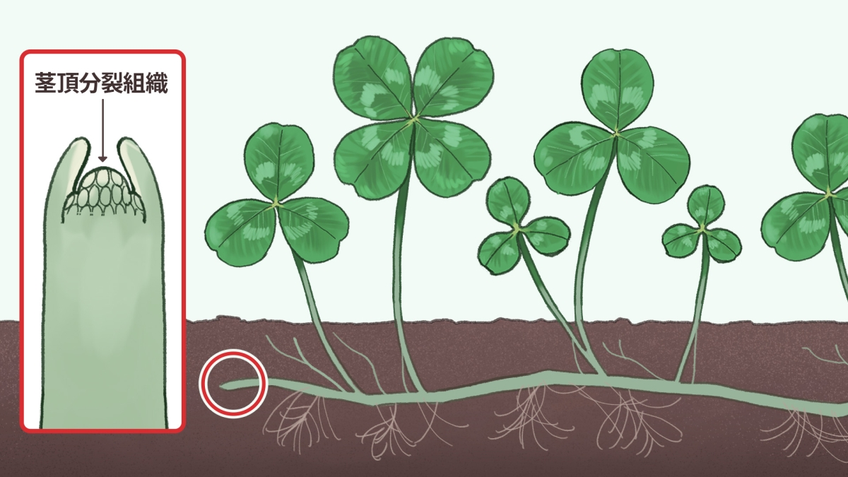 四つ葉のクローバーの見つけ方・探し方。幸運をもたらす？花言葉と育て方もご紹介！園楽project~園芸・植物を楽しむ情報サイト～