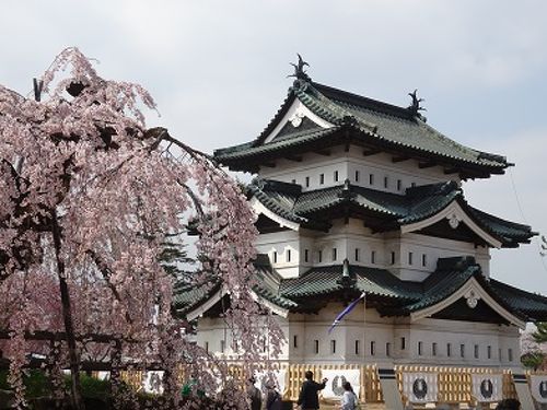 今年は絶対満開の桜を見たい！東北三大桜を見に行くには？ - Tripa