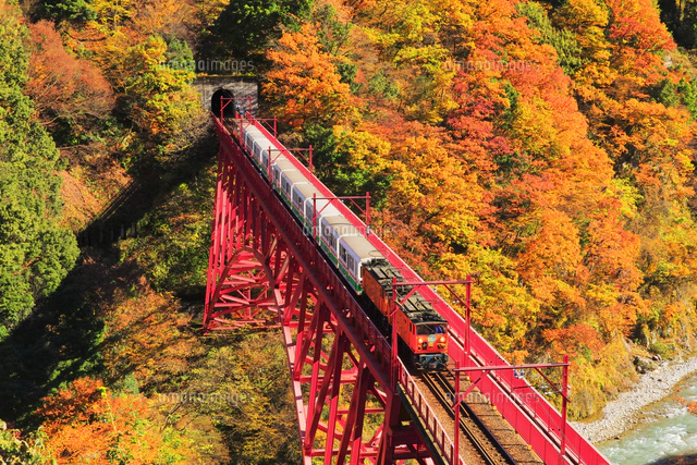 皆さまこんばんは。🌙 黒部峡谷トロッコ列車 紅葉🍁2024 昨年度はいかがでしょうか？🤔 今年もまた行きたいにゃ〜💕🐈黒部峡谷