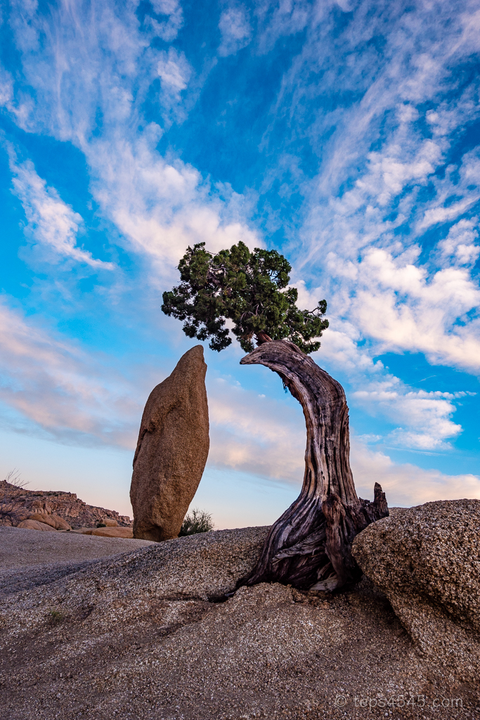 後編 海外のキャンプってどんな感じなの？いまどきの海外キャンプ事情をご紹介Part.1〜ロサンゼルス郊外のキャンプ場 ジョシュア・ツリー国立公園 〜マウンテンシティメディア