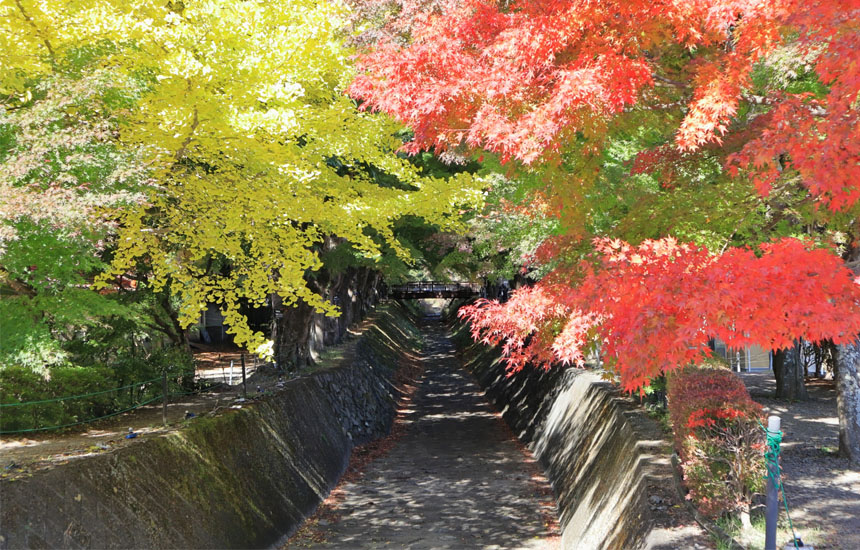 秋にお勧めの紅葉🍁⠜スポット！ 河口湖 もみじ回廊 真っ赤に染まったもみじが美しすぎて心を奪われた一時でした。日本の紅葉って素敵ですよね🥹✨️今年はどこの紅葉観に行こうかな。