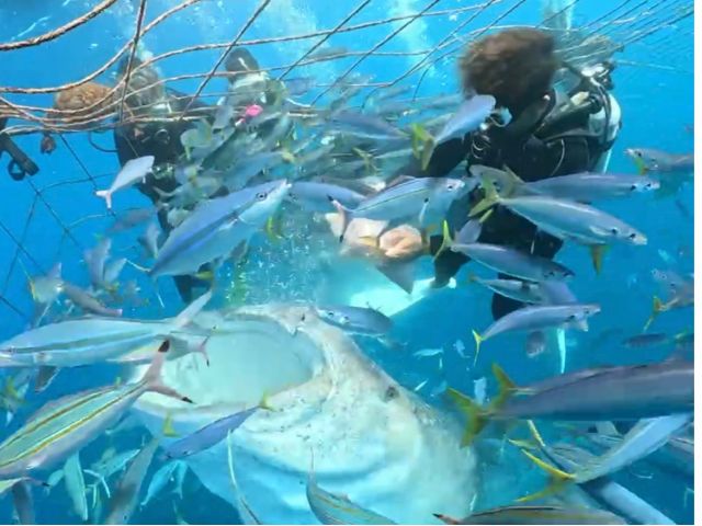 ジンベエザメのいる「沖縄美ら海水族館」に聞く、知られざる生態と魅力とはTierzine ティアジン