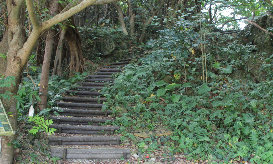 沖縄でジャングル体験!! 亜熱帯・ホロホローの森 ガイドツアー90分！森から海への散策コース。少人数実施・ファミリーにおすすめの安全なコース 自然体験学校沖縄校 -