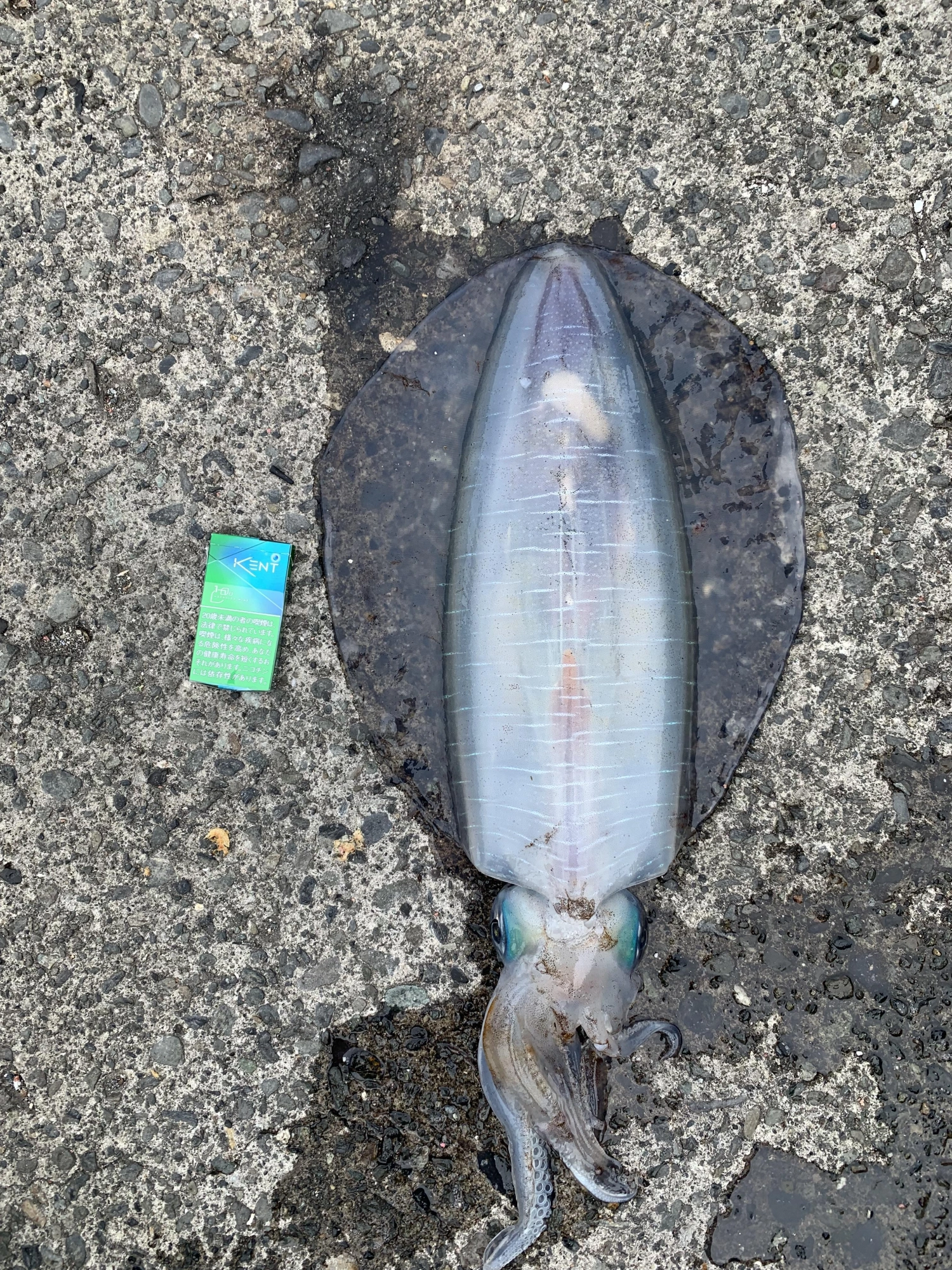 アオリイカエギングならまかせろ！ 番組史上初日本海で釣り、七尾湾で亮さん大興奮！！ – ロンブー亮の釣りならまかせろ！テレ玉