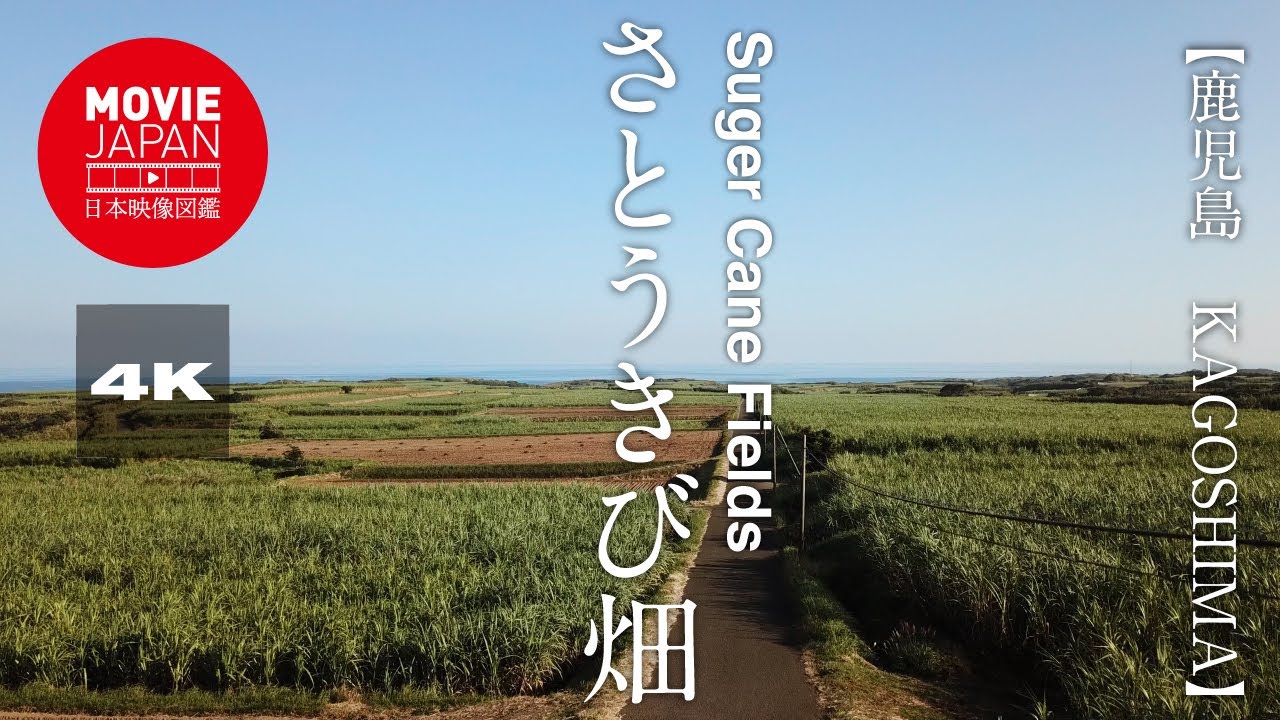 沖縄のサトウキビ畑と戦争の記憶PRコンサルタントPRPH@ジャーナリスト吉田光宏