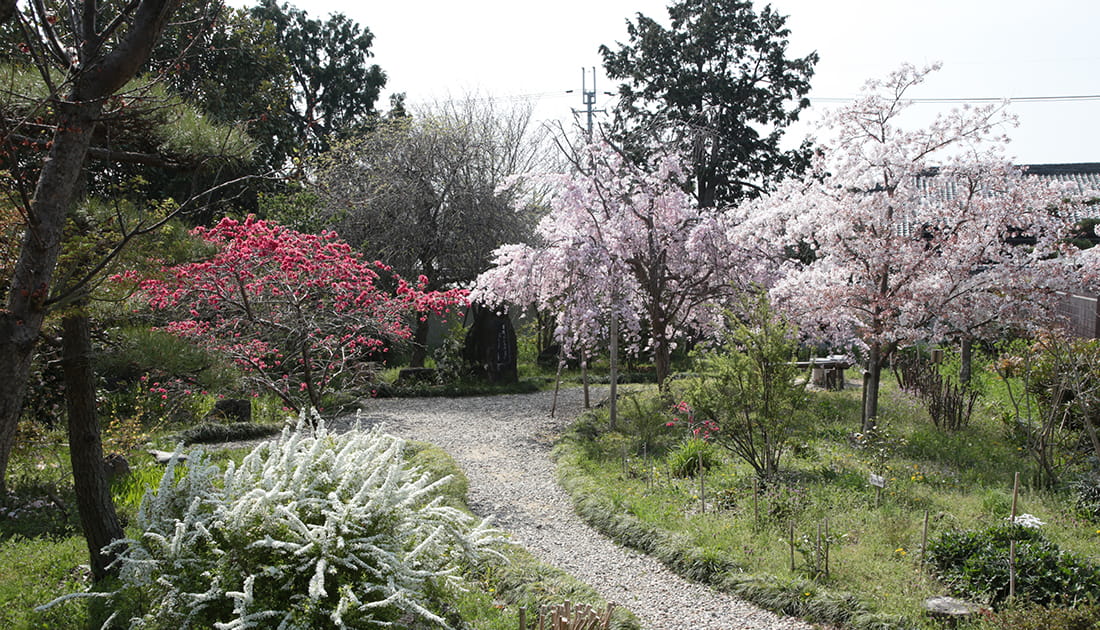 法華原華庭園 身延のしだれ桜まつり 見頃 開花状況 2025