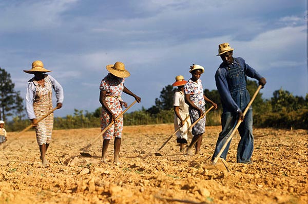 プランテーション農業の特徴とは？分布もモノカルチャー経済の問題点もわかりやすく解説！受験地理短期マスター塾