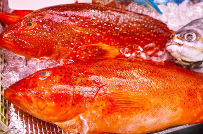 ミーバイの釣り方と魅力沖縄県のおすすめポイントとシーズン釣果即戦力釣り情報