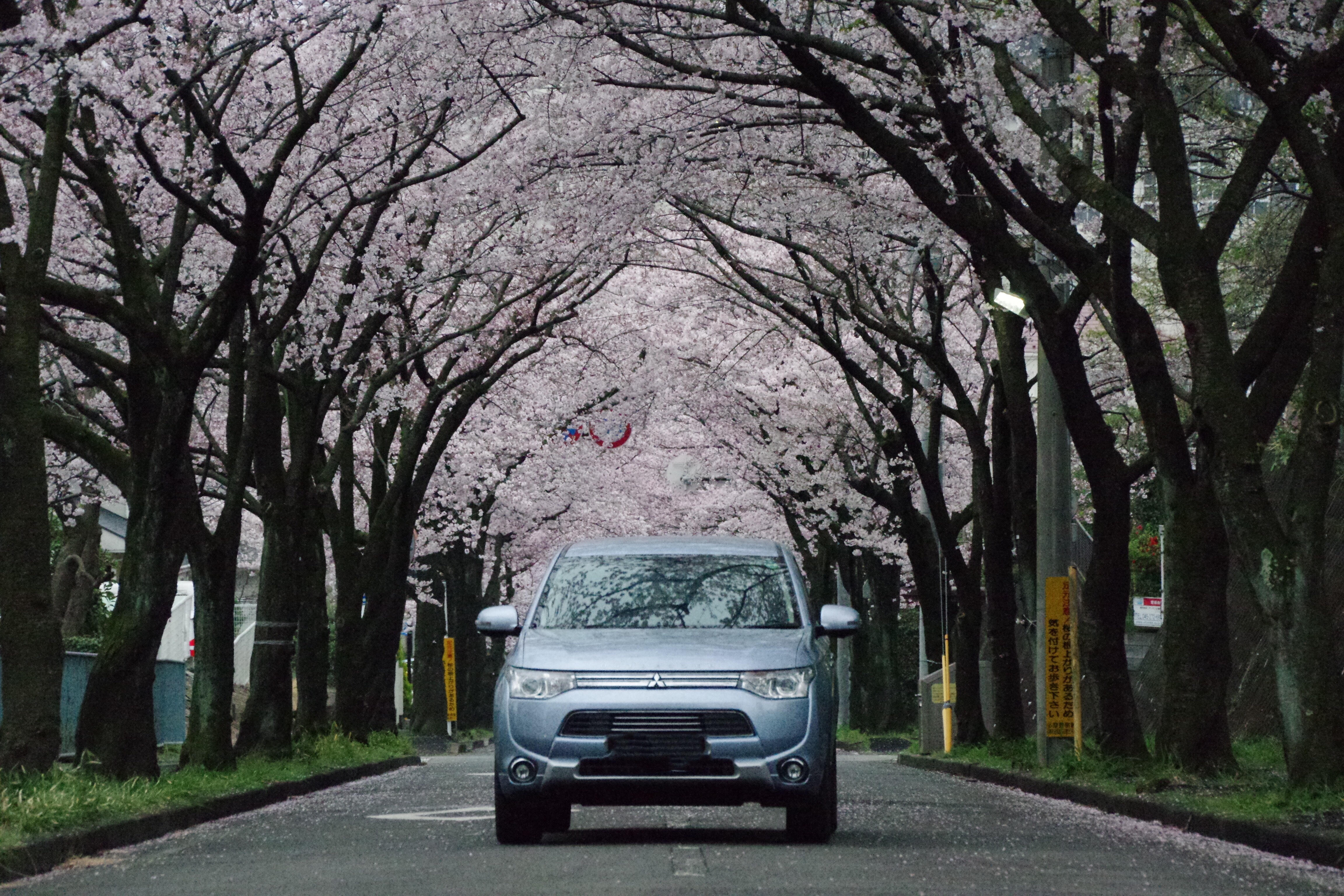 桜 車で行ける宮城県のお花見スポット6選〜塩竈市・松島町・東松島市・石巻市〜1日から入れるシェアハウス「Roopt」-ループト