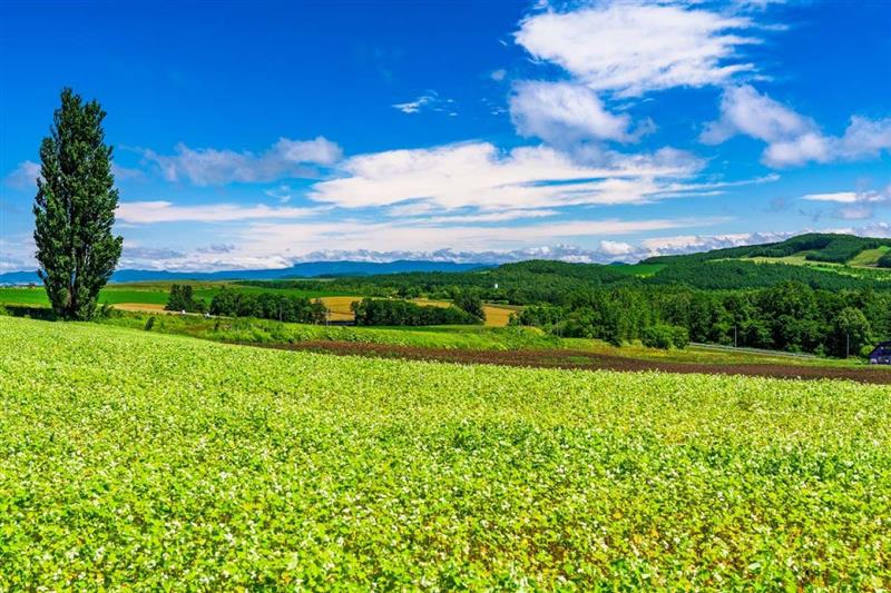 撮ケンとメリーの木美瑛町たびくら ～バイクで全国走破！～