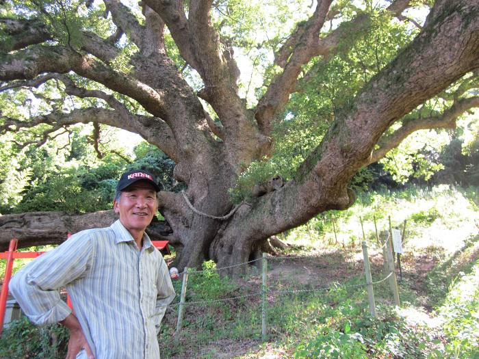 志々島の大楠 アソビュー！
