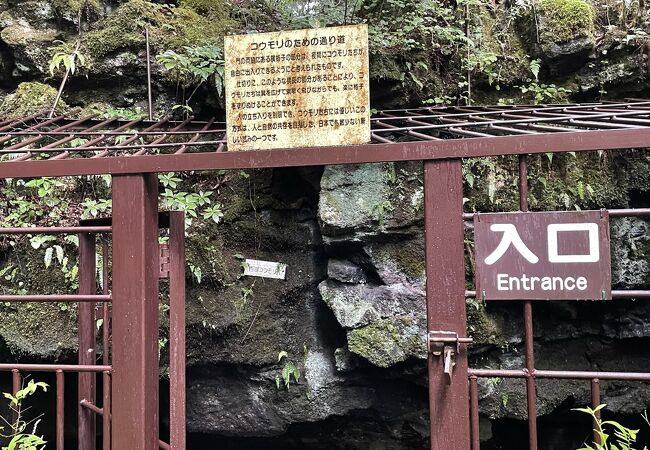 西湖コウモリ穴 - 貴重なコウモリが眠る富士山の溶岩洞穴河口湖.net