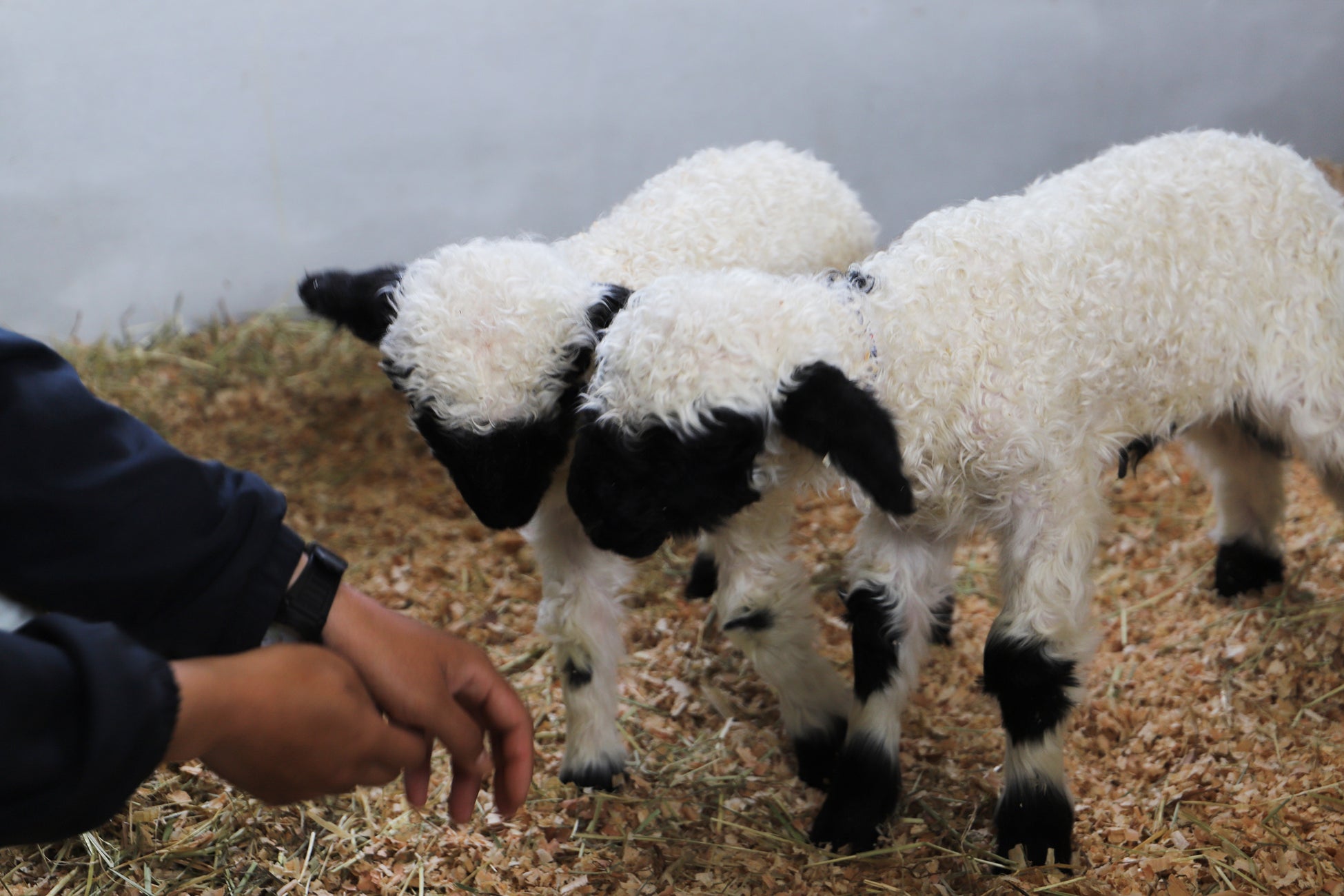 アルパカ超えのかわいさ！シュバルツナーゼがぬいぐるみ級に可愛い！！FEBRUARY29