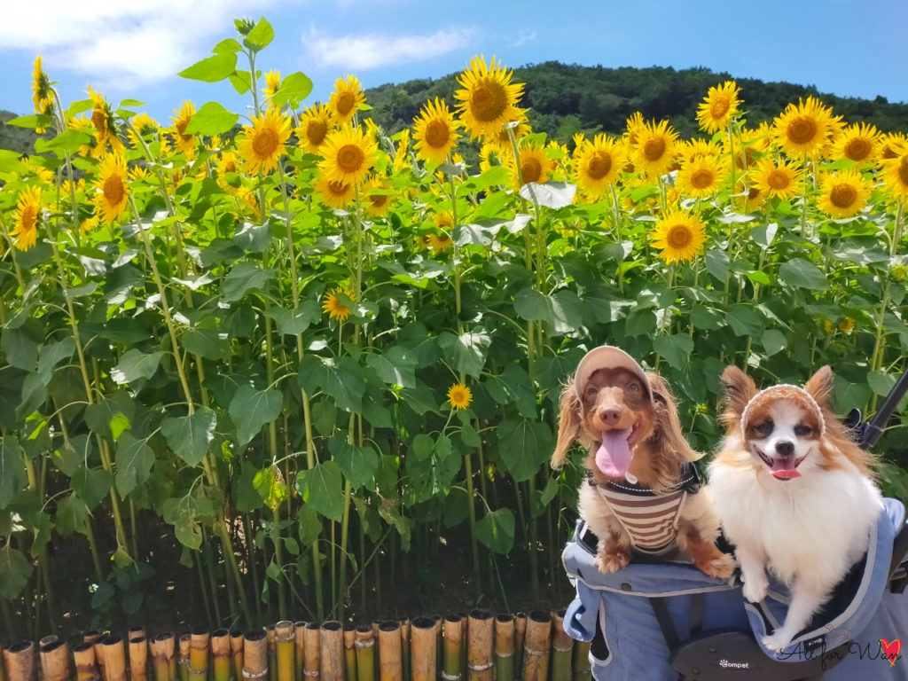 nicoさんの投稿 志摩市観光農園ことりっぷ
