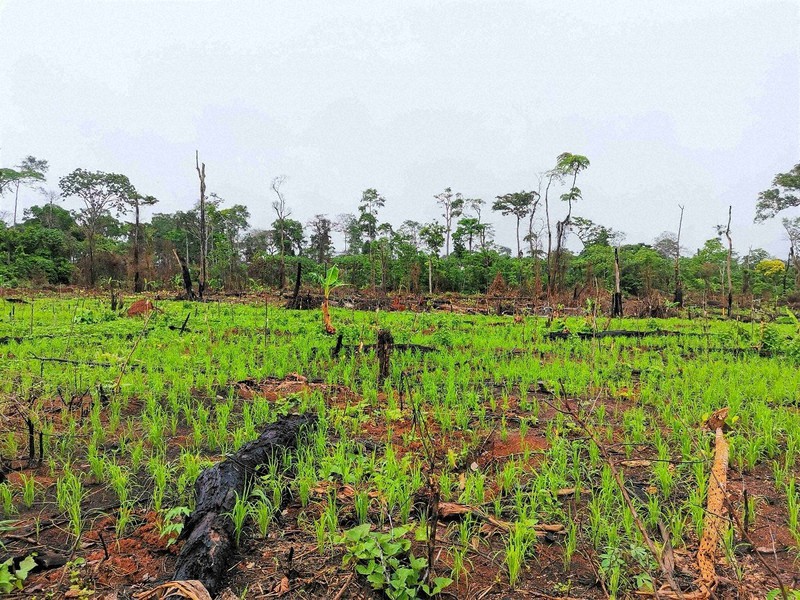 TOPPANデジタルら、スマート農業実現に向け東アフリカで衛星データを活用した実証実験を開始農業とITの未来メディア「SMARTAGRI スマートアグリ 」