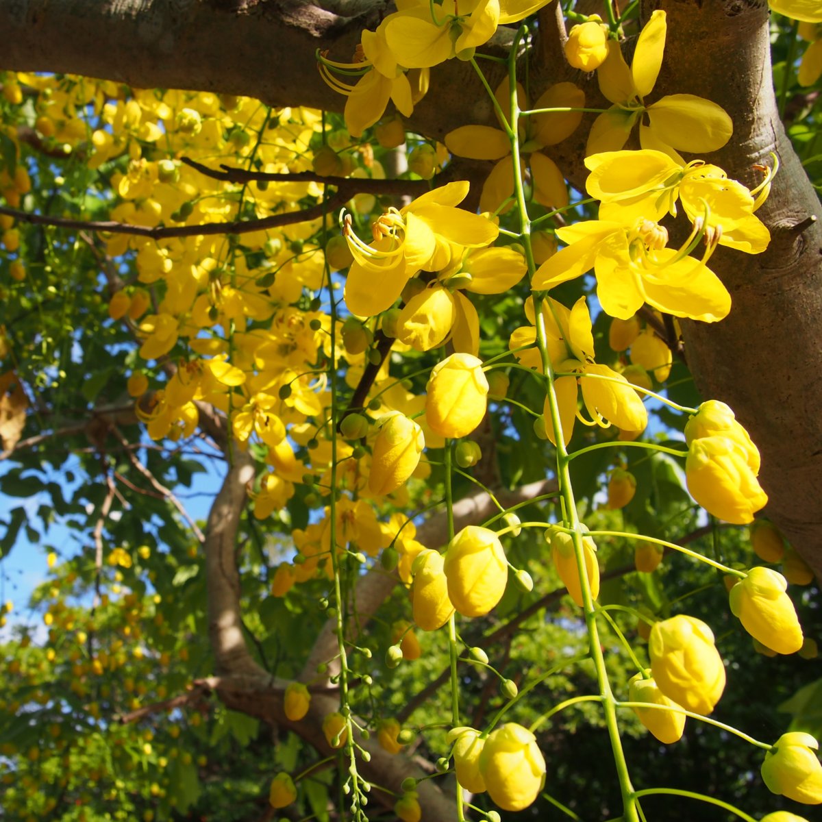 ゴールデンシャワー ナンバンサイカチフラワーパークかごしま