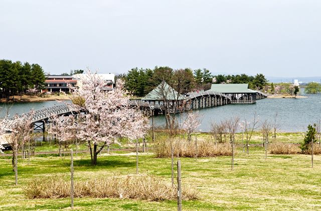 みちのく三大桜名所 北上市公式ホームページ