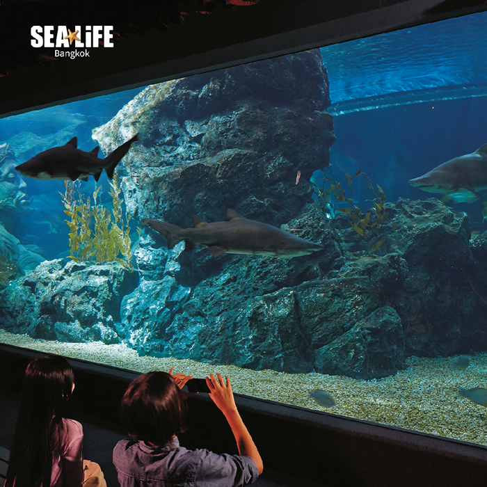 バンコクに水族館ってあるの？シーライフバンコクオーシャンワールドの割引チケット・見どころKlookブログ