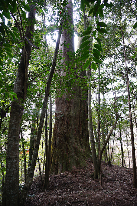 瀧原宮へのアクセス方法と駐車場ガイド観光スポット・グルメ情報も紹介