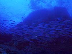 太咲丸・回航 八丈島→孀婦岩編八丈島のたくさんの漁船も出るほど、海は穏やかに。 そんなクリスマスの朝、八丈島・神湊漁港を出航。小笠原諸島、父島を目指す！