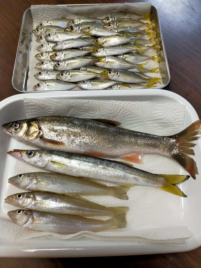 雨なので、今日は初心者にもやさしい水橋フィッシャリーナで釣りに決定 2019.10.27- アレックスの釣りブログ