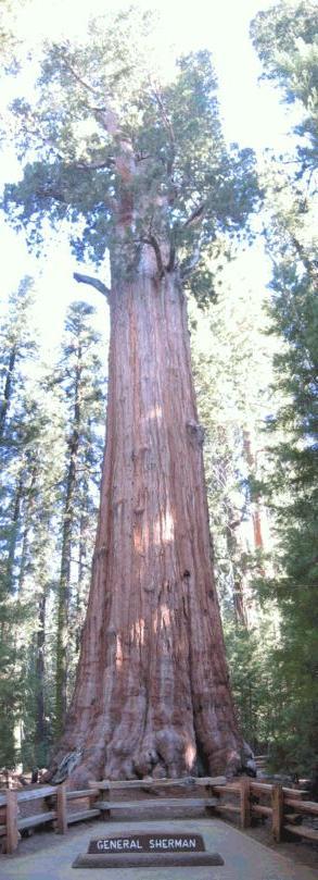 セコイア・キングスキャニオン国立公園のおすすめの家族旅行向けホテル10選 2025年